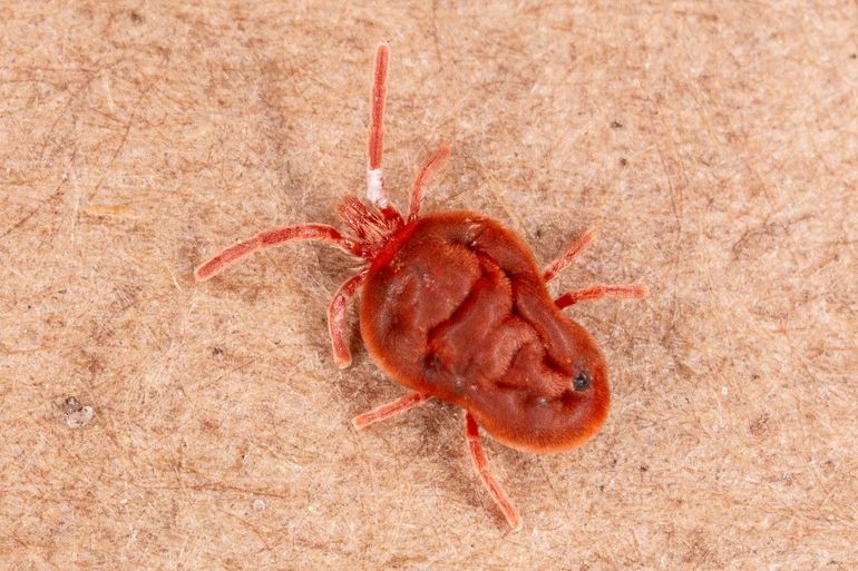 Fluweelmijten lijken sterk op oogstmijten, waarvan de nimfen ook op mensen parasitair leven