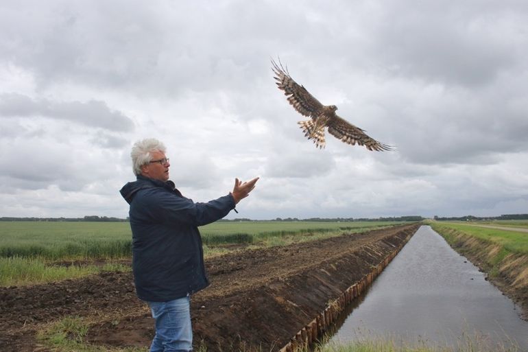 Grauwe kiekendief wordt door Ben Koks losgelaten nadat zij met een hightech zender is uitgerust