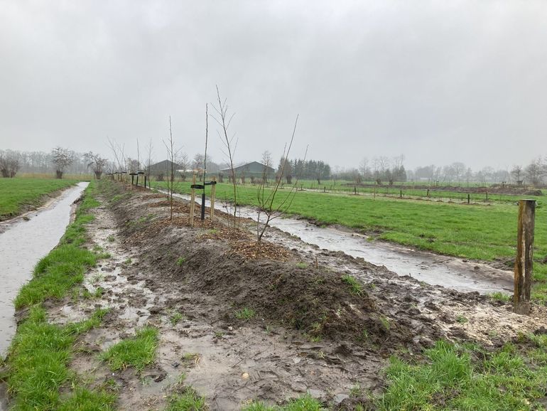 Agroforestry is een vorm van landbouw waarbij bomen en struiken worden gecombineerd met akkerbouw en veeteelt