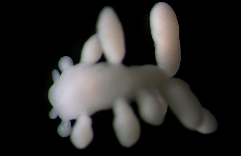 De nabij Vlieland gevonden Embletonia pulchra. Dit is de eerste keer dat deze 'Gravelzeenaakslak' in het Nederlandse Noordzeegebied is aangetroffen. Het slechts enkele millimters grote dier leeft met name in de ruimten tussen grove zandkorrels
