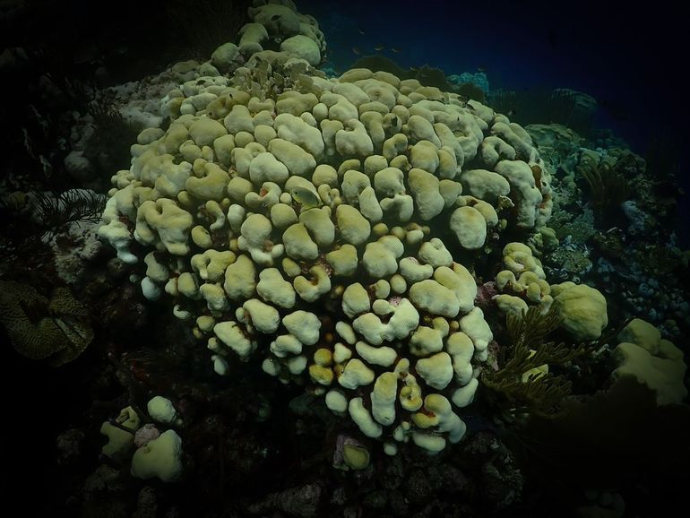 Verbleekt sterkoraal. De lichte, niet witte kleur wijst waarschijnlijk op een lage hoeveelheid algen die nog in het koraalweefstel aanwezig zijn – Oostpunt, Curaçao, November 2023