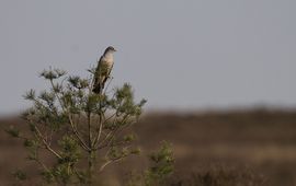 De koekoek in een boomtop