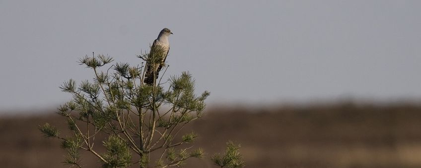 De koekoek in een boomtop