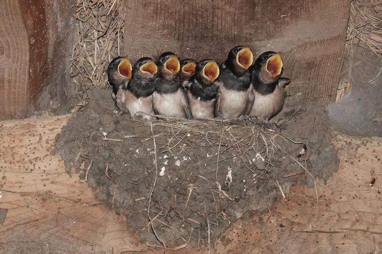 Zeven jonge boerenzwaluwen in een nest