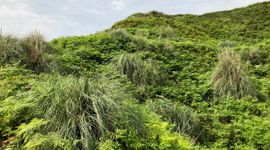 Pampagras in duinen Noord-Spanje