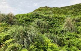 Pampagras in duinen Noord-Spanje