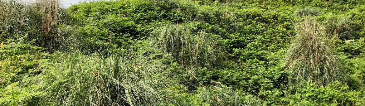 Pampagras in duinen Noord-Spanje