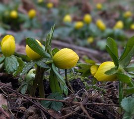 Winterakoniet, 2 februari 2026, Heemtuin Leiderdorp