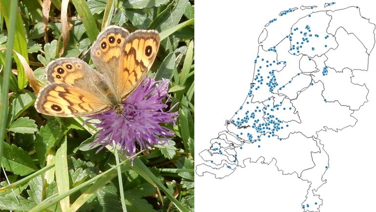 Vrouwtje argusvlinder en een kaartje met de verspreiding van de derde generatie in 2018