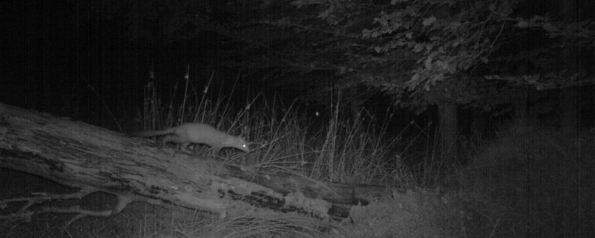 Steenmarter bij ecoduct Warande.