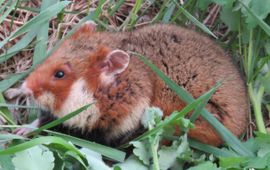Europese hamster. Cricetus cricetus Crimea