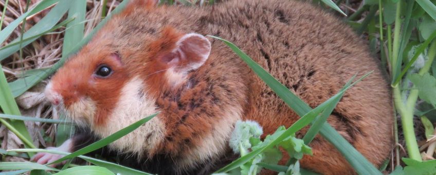 Europese hamster. Cricetus cricetus Crimea