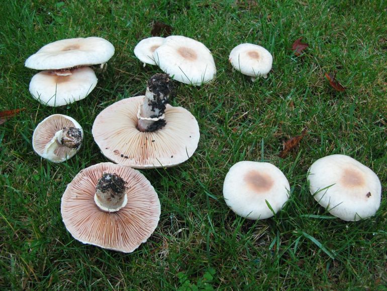 Een groep Blanke champignonparasols