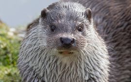 Lutra lutra. Otter