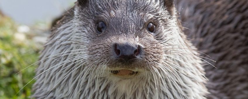 Lutra lutra. Otter