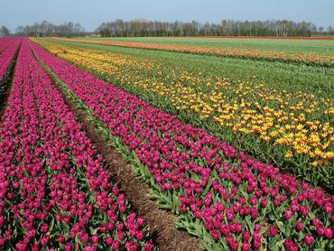 In de bollenteelt worden veel gewasbeschermingsmiddelen gebruikt