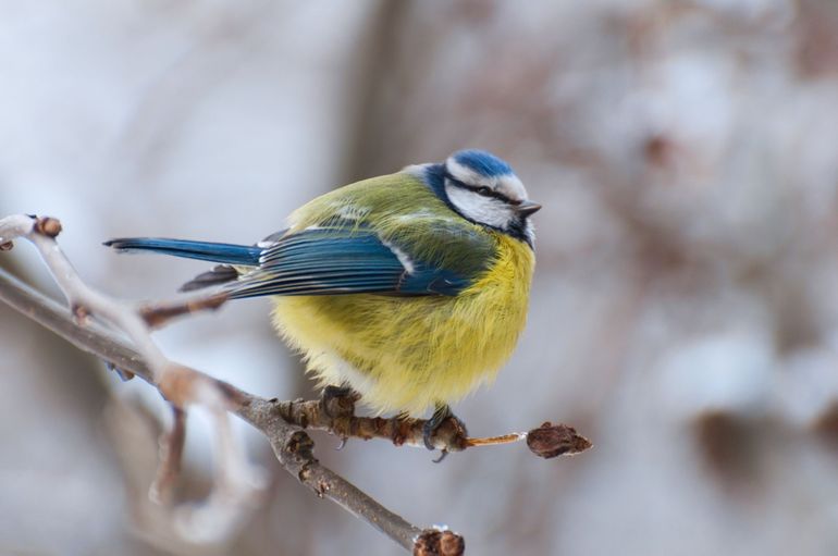 Vogels die het koud hebben of ziek zijn, gaan vaak heel 'bol' zitten