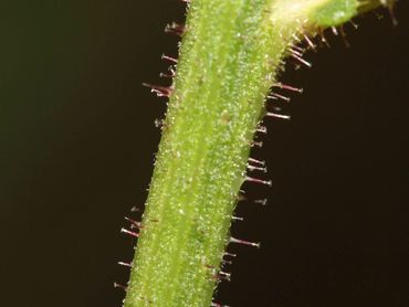 De stengel van echt bitterkruid heeft stugge haren