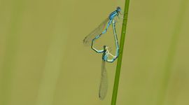 Gaffelwaterjuffer
