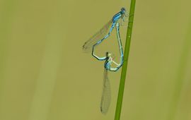Gaffelwaterjuffer