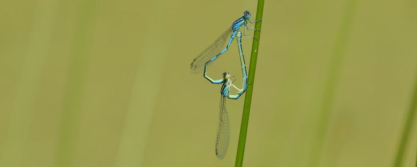 Gaffelwaterjuffer