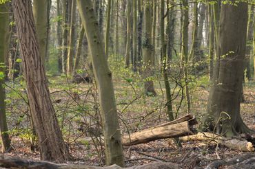 Takken en stammetjes blijven zoveel mogelijk liggen