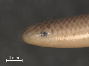 Leeward Blindsnake, kop van opzij gezien