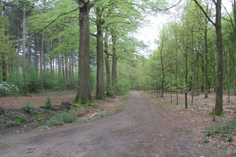 Locatie waar de geluidsopname van de mopsvleermuis werd gemaakt