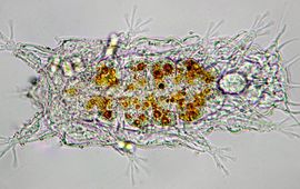Frank Roza Microscopie foto van het nieuwe Nederlandse Beerdiertje Batillipes phraeticus, Katwijk aan Zee, april, 2014
