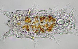 Microscopie foto van het nieuwe Nederlandse Beerdiertje Batillipes phraeticus, Katwijk aan Zee, april, 2014