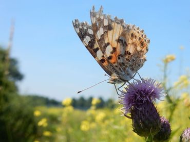 Distelvlinders die er al een lange reis op hebben zitten, zijn vaak gehavend en wat vaal van kleur
