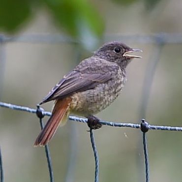 Jonge hybride roodstaart (zwarte roodstaart x gekraagde roodstaart)