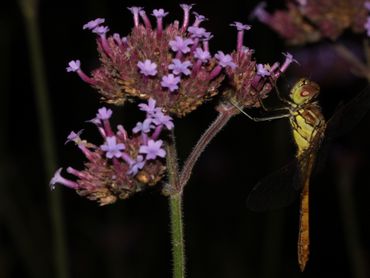 Steenrode heidelibel slapend op Verbena in de tuin