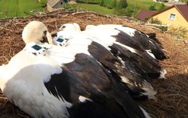 A few week-old young storks in their nest, which were equipped with transmitters. The transmitters, weighing less than 60 grams, record the GPS coordinates and the acceleration of the birds. The latter piece of information tells the researchers whether an animal is flapping its wings or whether it is gliding.