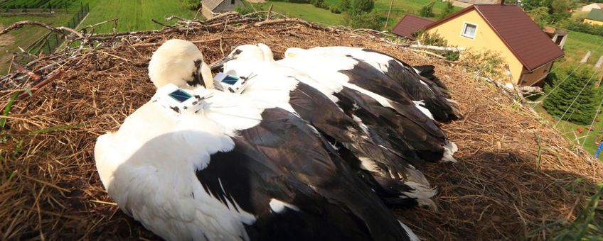 A few week-old young storks in their nest, which were equipped with transmitters. The transmitters, weighing less than 60 grams, record the GPS coordinates and the acceleration of the birds. The latter piece of information tells the researchers whether an animal is flapping its wings or whether it is gliding.