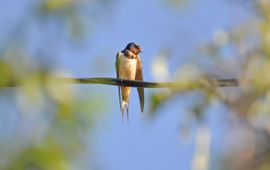 Boerenzwaluw, Hirundo rustica,