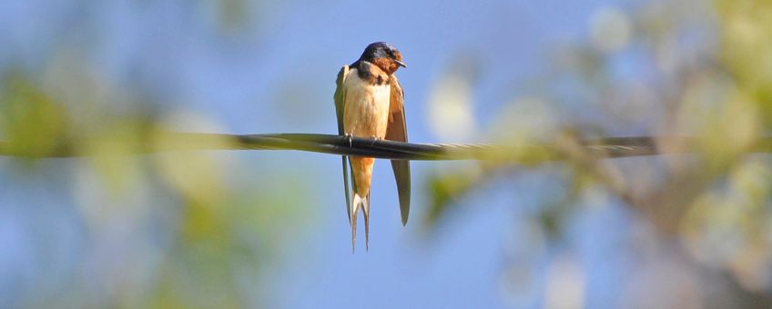 Boerenzwaluw, Hirundo rustica,