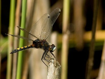 De Europees beschermde gevlekte witsnuitlibel is mogelijk in de Ravenvennen én in Nationaal park Weerribben-Wieden te zien