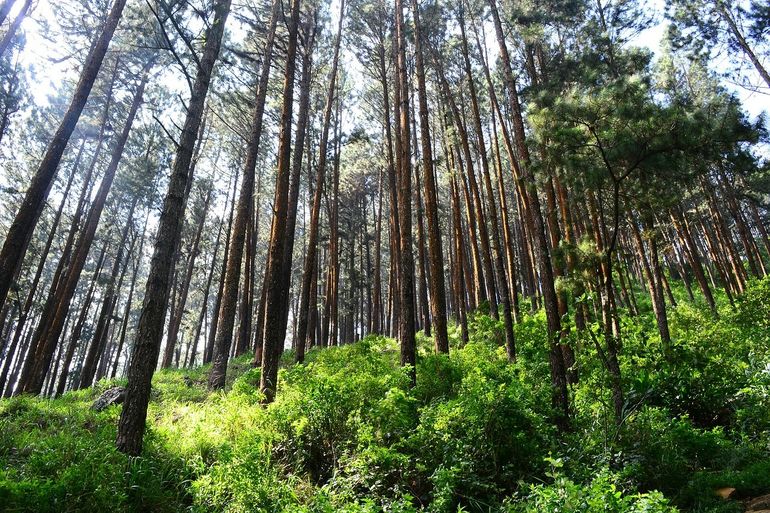 Forests2Follow - A globally significant landscape: South America's Atlantic  Forest - Trillion Trees