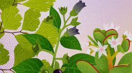 Coverbeeld zomer Tijdreizen met Clusius