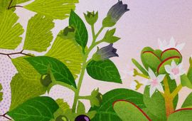 Coverbeeld zomer Tijdreizen met Clusius