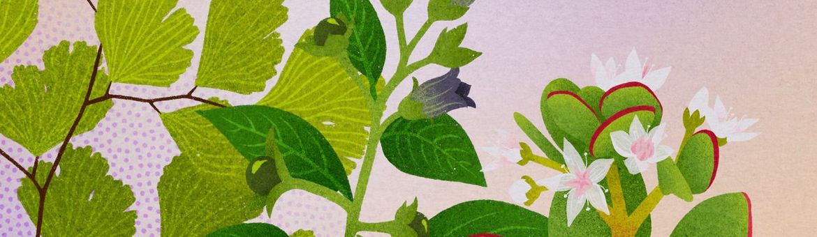 Coverbeeld zomer Tijdreizen met Clusius