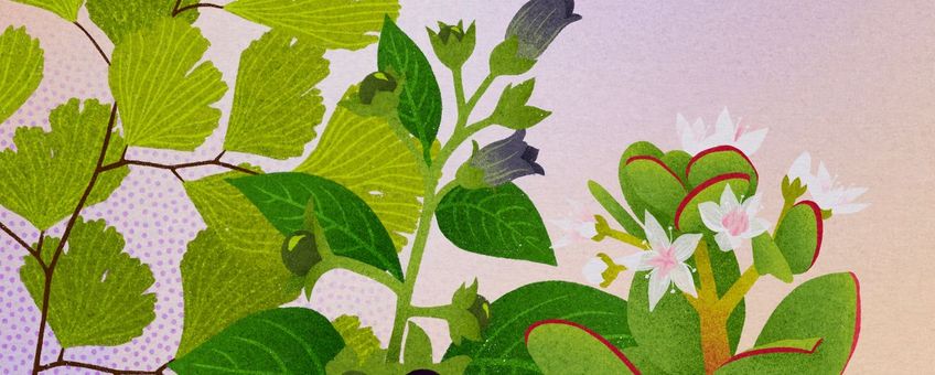 Coverbeeld zomer Tijdreizen met Clusius