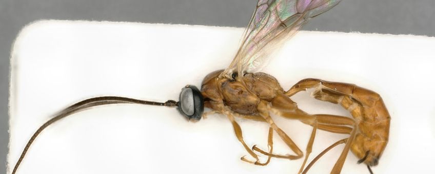 Diadegma cinnabaritor is de zeldzaamste vondst in de publicatie met wereldwijd slechts een drietal exemplaren in collectie. Het dier werd met een malaiseval gevangen nabij de Nieuwkoopse plassen in Zuid-Holland door Bram Koese en werd (her)ontdekt op waarneming.nl.