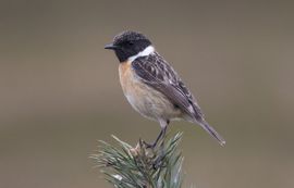 Saxicola torquata. Roodborsttapuit, man