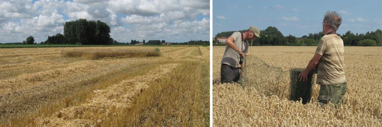 Links: Nestbescherming na het oogsten van een wintergerstveld in het NO-Vlaamse Krekengebied (BE). Rechts: Opstellen van nestbescherming in een tarweveld in het Noord-Oostvlaamse Krekengebied (BE) door Filiep T'Jollyn (medewerker van INBO) en Roger Janssens, lokale ringer en vrijwilliger van de Vogelwerkgroep NO-Vlaanderen