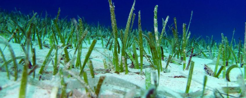 Why seagrass needs space