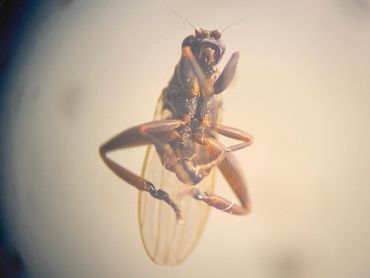 Sphaerocera curvipes onder binoculair