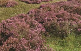 Heideveld op de Veluwe