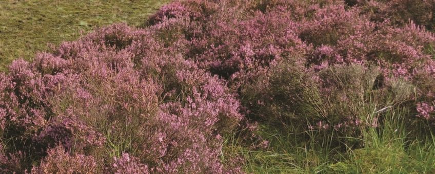 Heideveld op de Veluwe